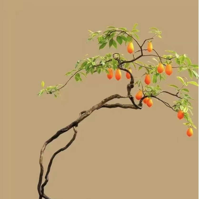 老鸦绿植生桩盆景素材
