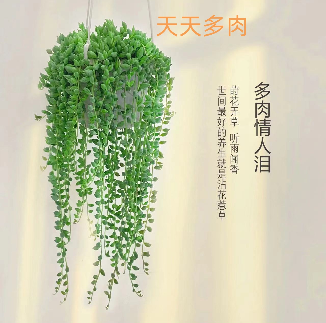 D 情人泪 新手好养 耐旱喜阳通风多肉绿植种养上盆春季秋季绿色