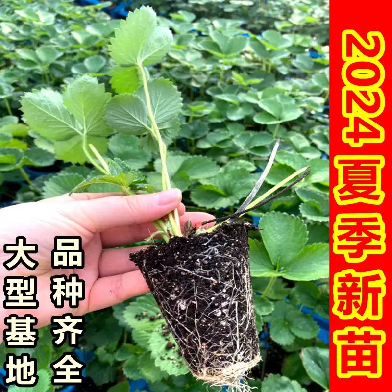 各种草莓苗 品种全 产量高 抗性好 