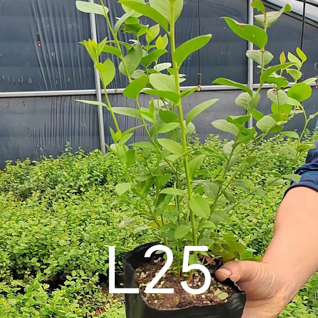 蓝莓苗苔藓盆栽果树蓝莓树庭院家养植物大果纯甜无酸L25F6