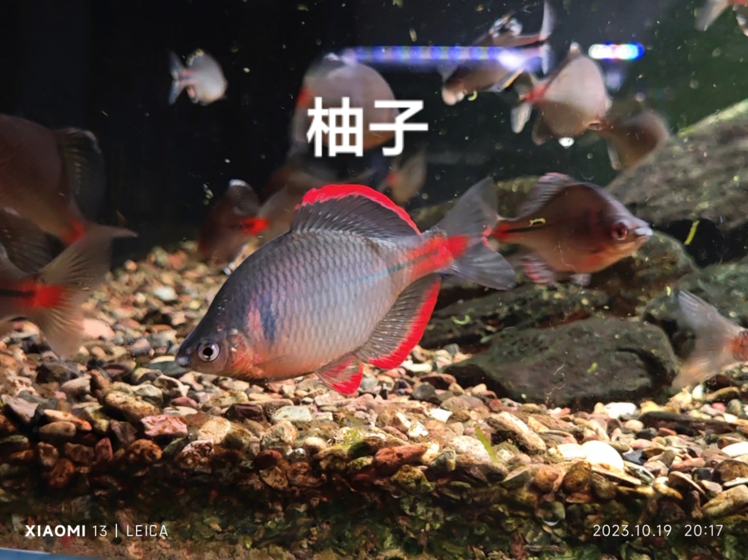 红边鳑鲏 原生鱼鳑鲏观赏鱼冷水鱼非金边鳑鲏福齐白边鳑鲏不加温