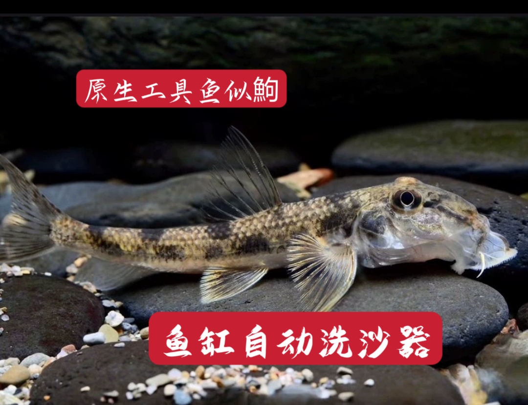 原生工具鱼合集似鮈小鳈黑鳍鳈长麦穗 原生鱼观赏鱼翻砂清洁鱼 