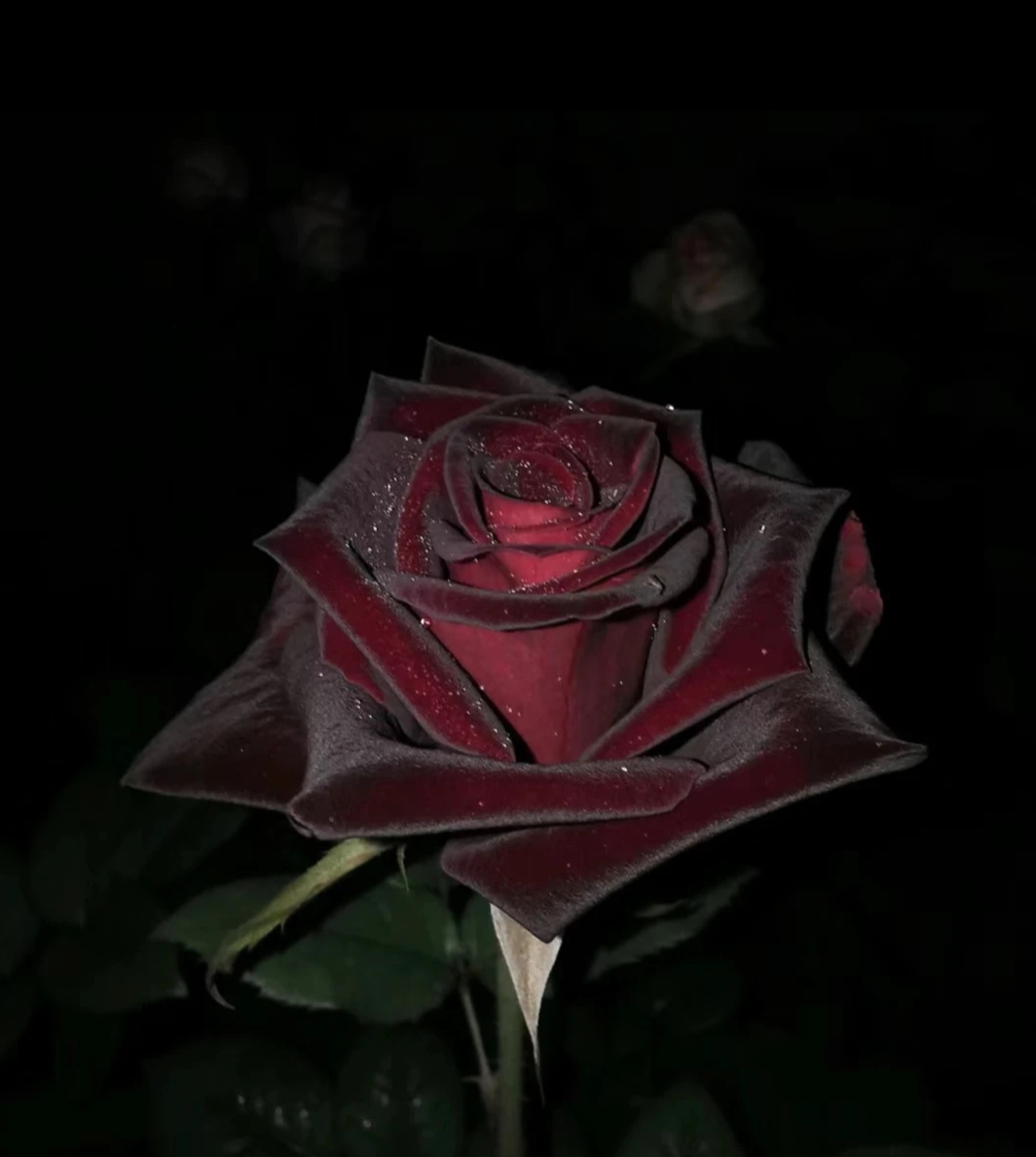 【黑巴克】暗红色切花月季丝绒质感多季开花室外阳台庭院