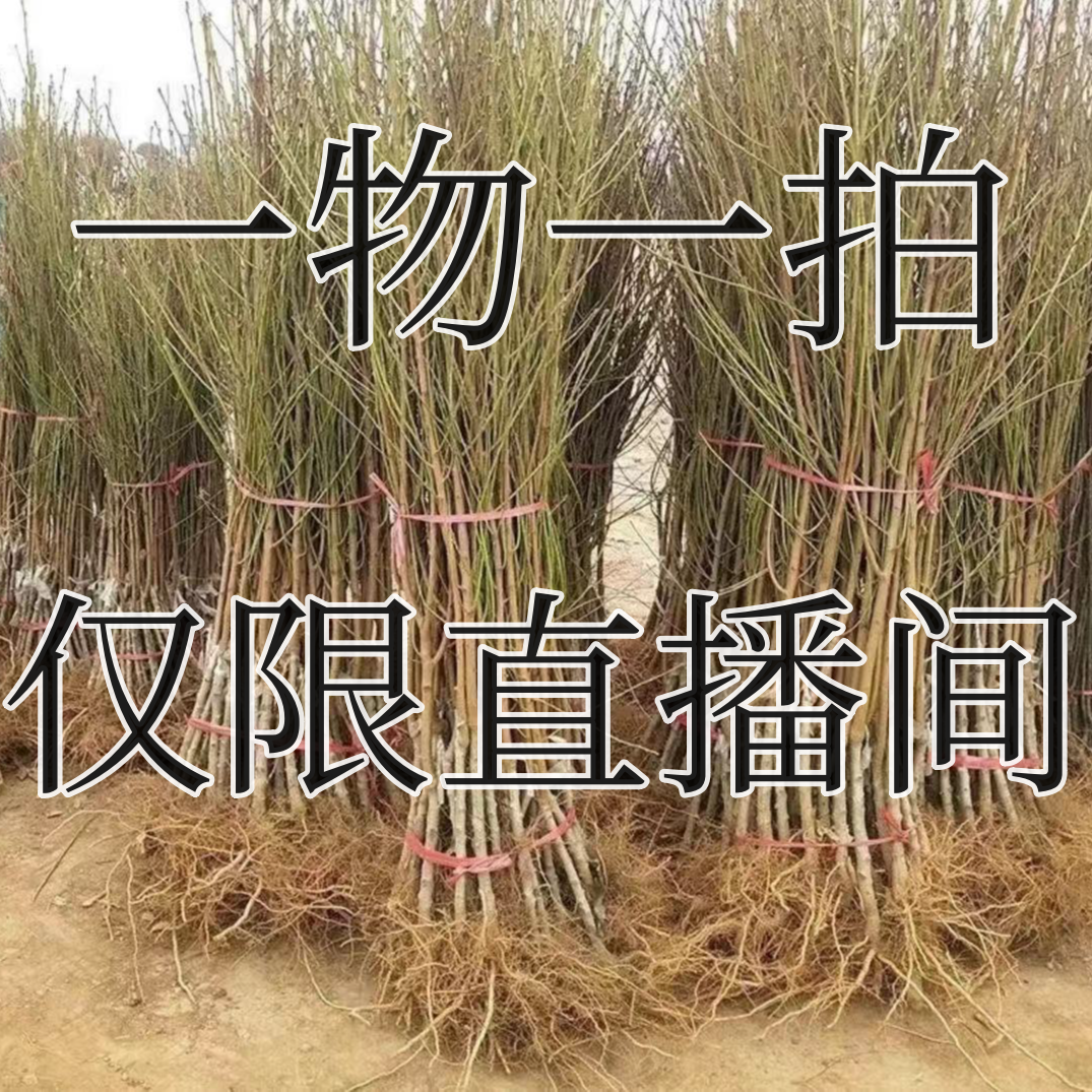 柿子苹果树苗山楂树苗梨树苗李子石榴树苗一物一拍桃树苗嫁接苗