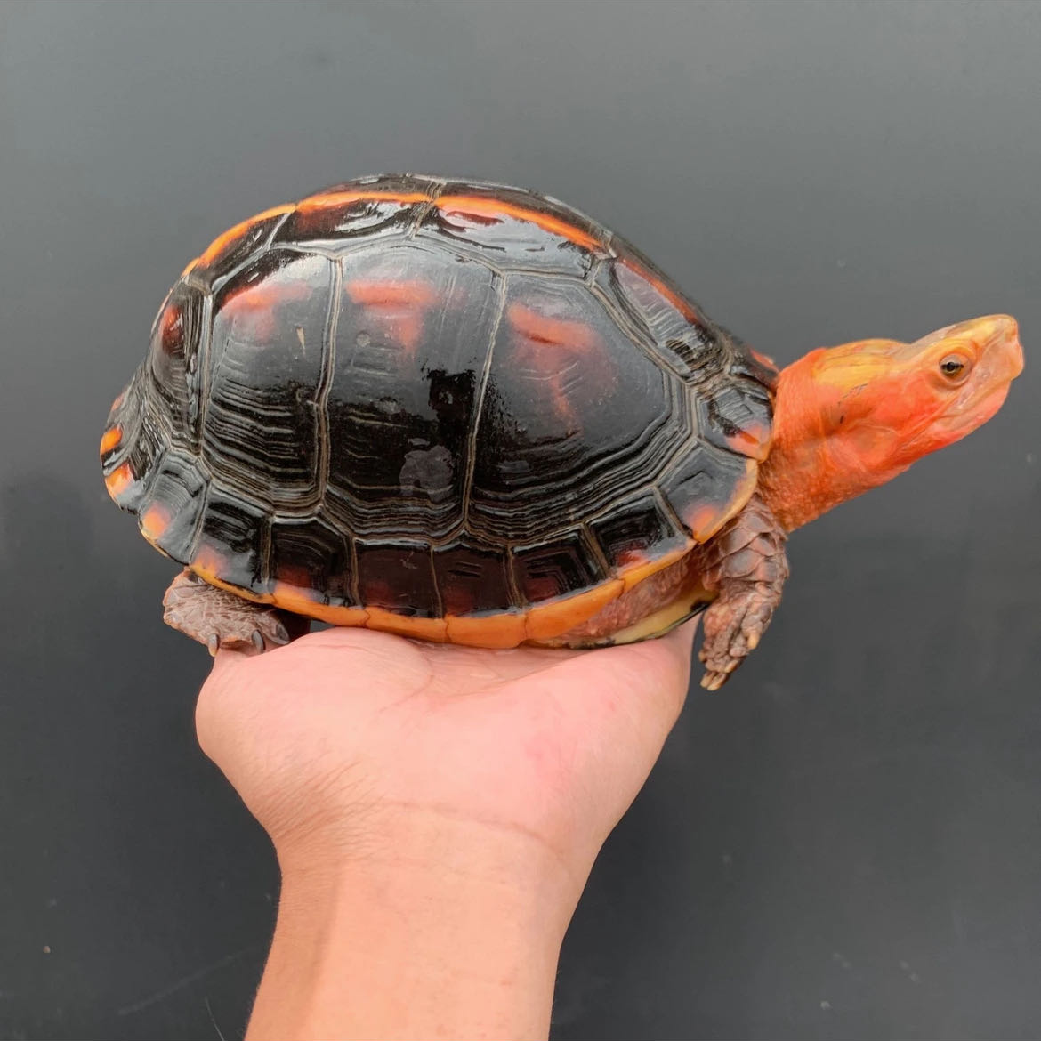 黄缘龟安缘大陆缘台缘观赏龟（直播链接）