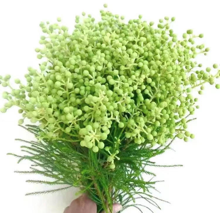 【鲜花红豆花卉】进口花材 大绿珊瑚高端轻奢  损耗20%不与理赔！