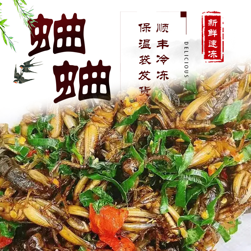 新鲜速冻公母混合蛐蛐蟋蟀油葫芦土哲子山东特产顺丰快递