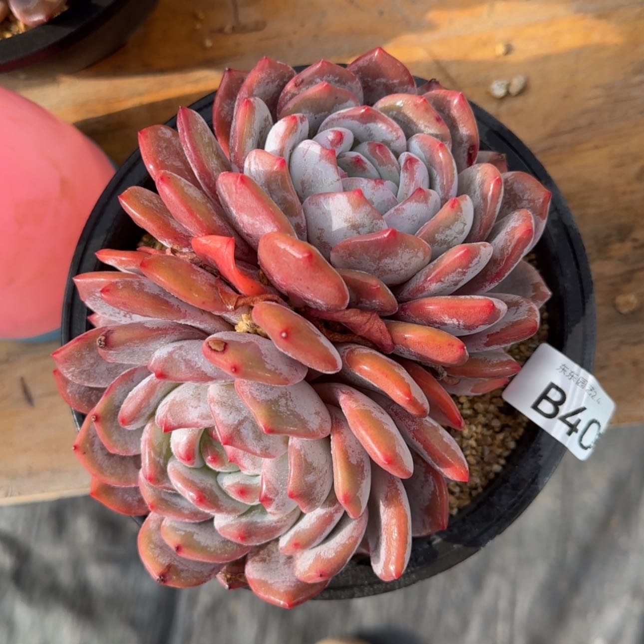【闪购商品】b 40橙子