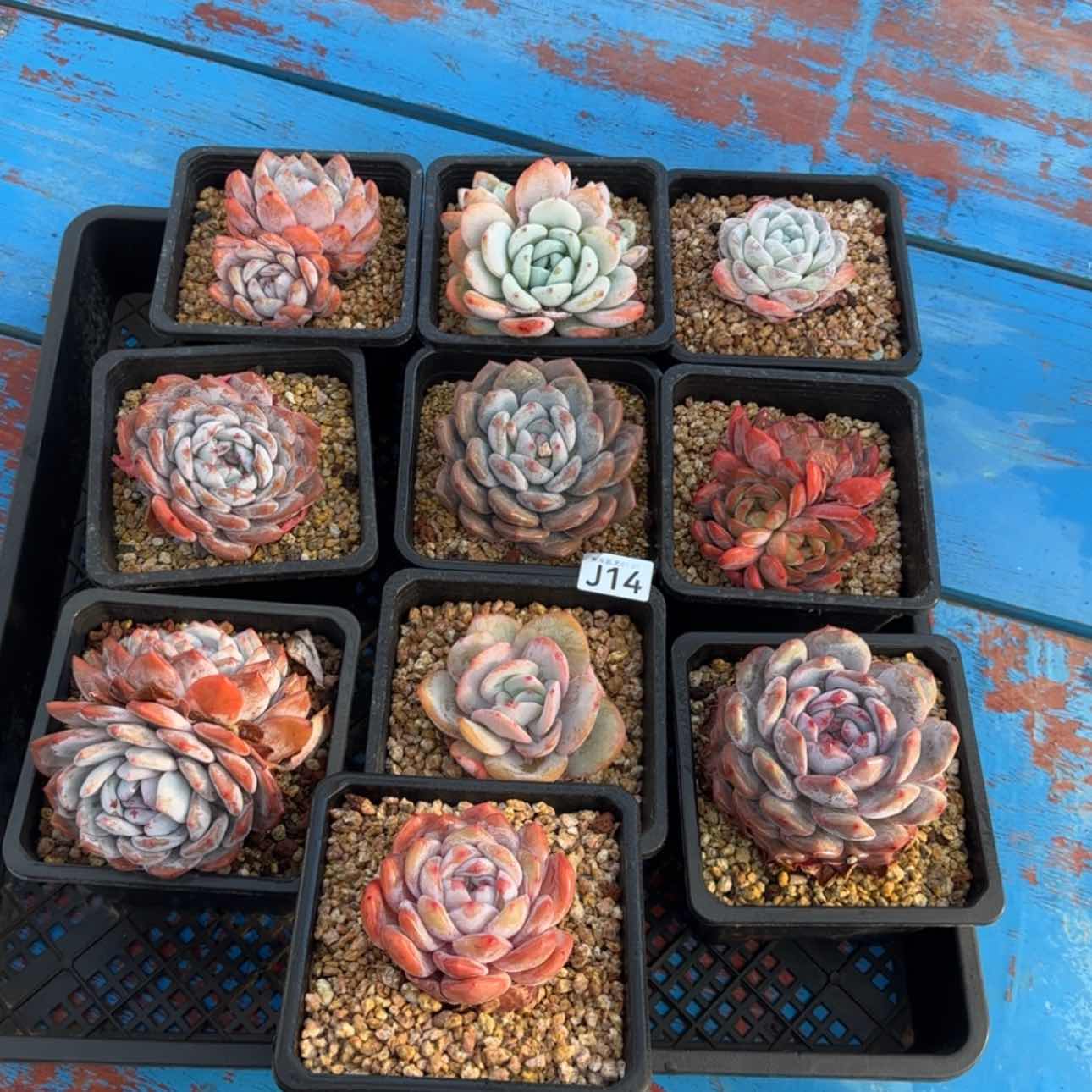 【闪购商品】j 14筐拍