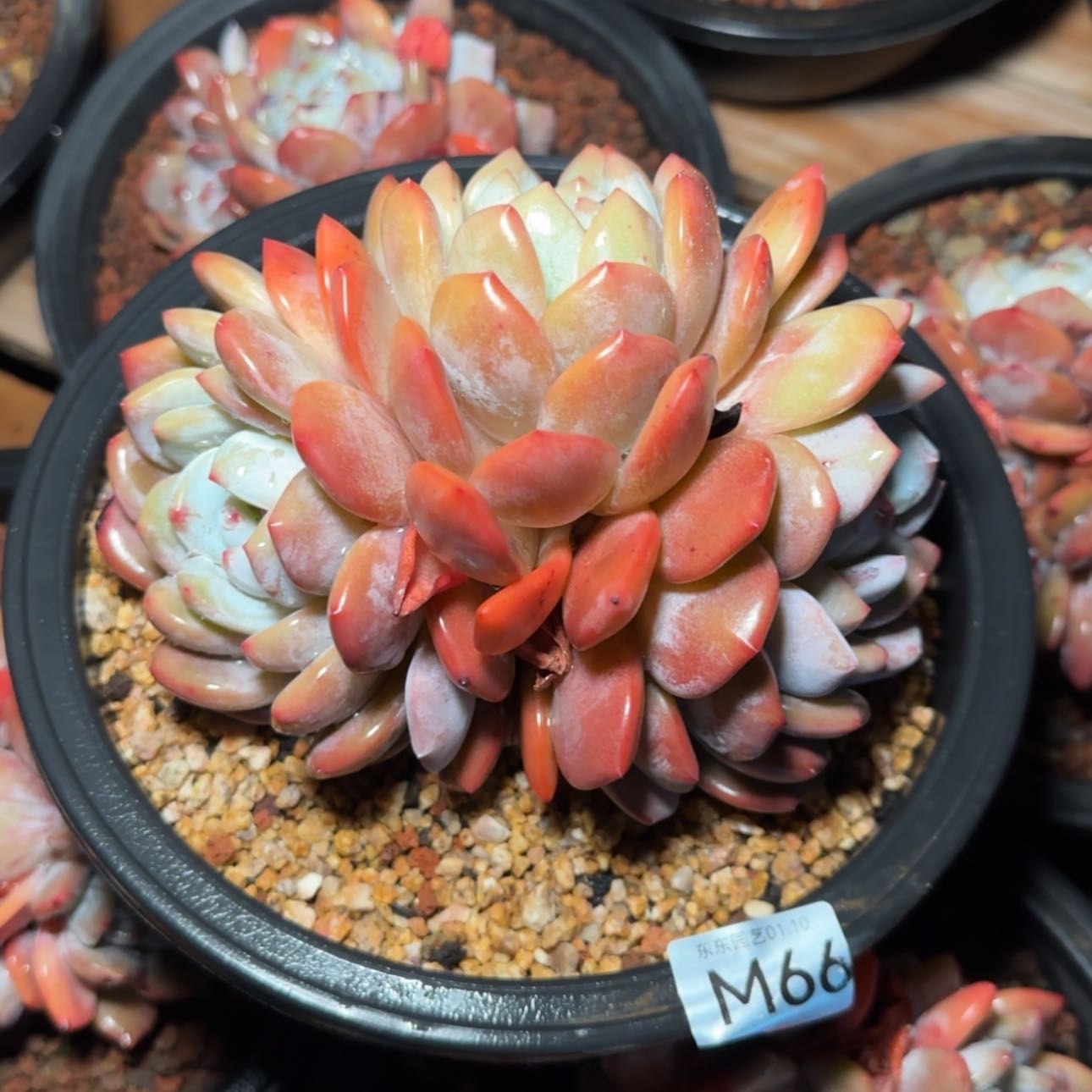 【闪购商品】甜*点m 66