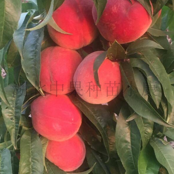 单拍中果红脆白肉毛桃2025最新品种大果型挂树30天不软硬度高