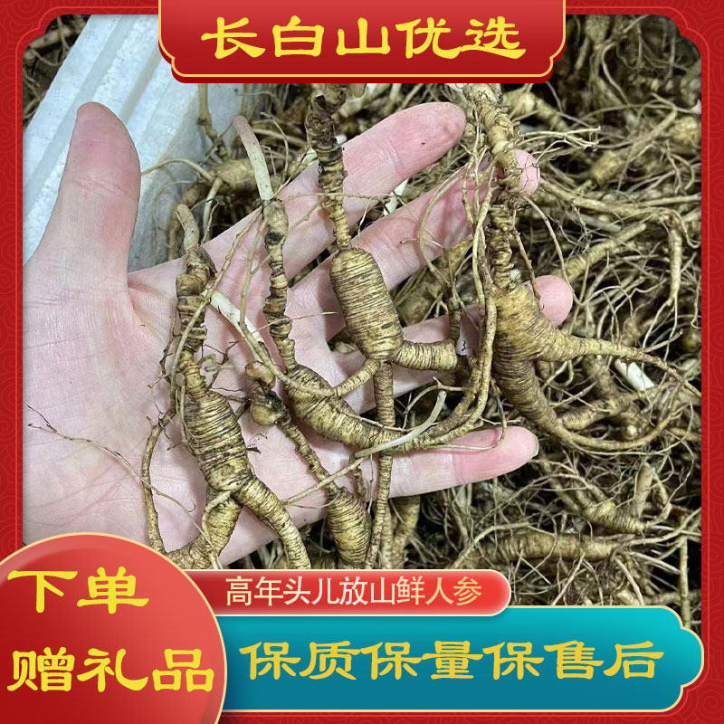 长白山自挖山参新鲜高年头