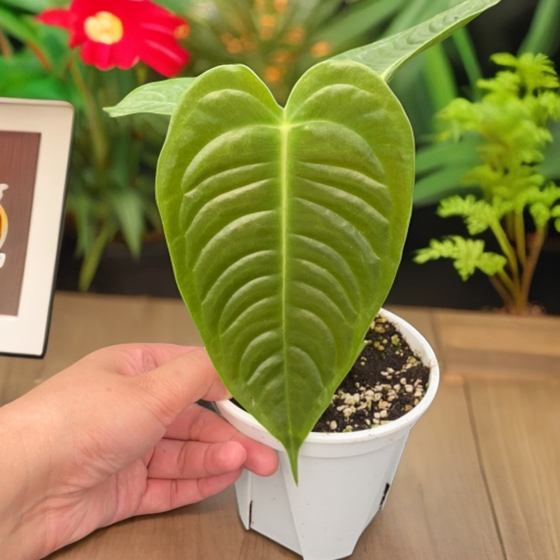 悦然 一物一拍【进口籽播火鹤王】新手可入进口籽播火鹤王小苗