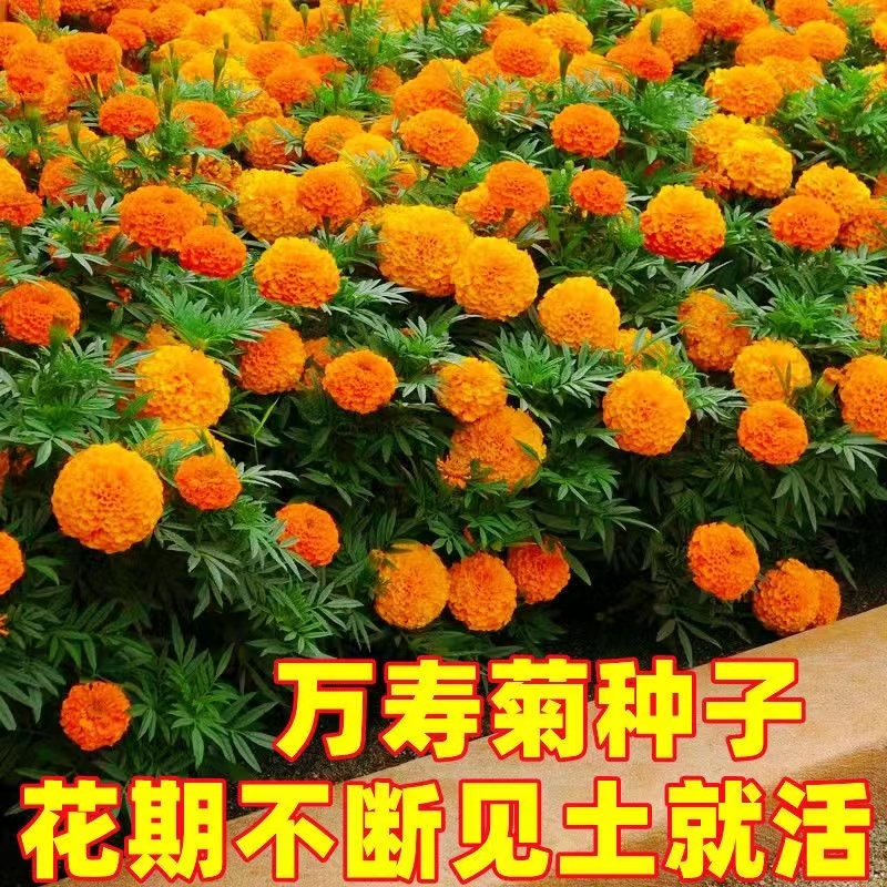 【万寿菊种子】万寿菊蓝目菊耐寒景观庭院花卉高考毕业季花期春季