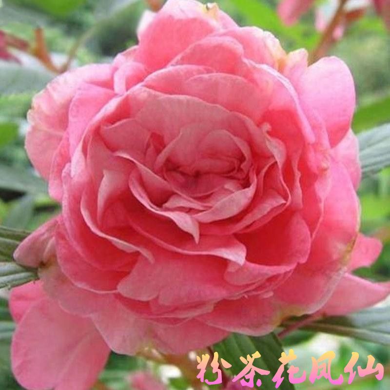 【凤仙花种子】茶花凤仙花种子指甲花四季开花庭院阳台栽培