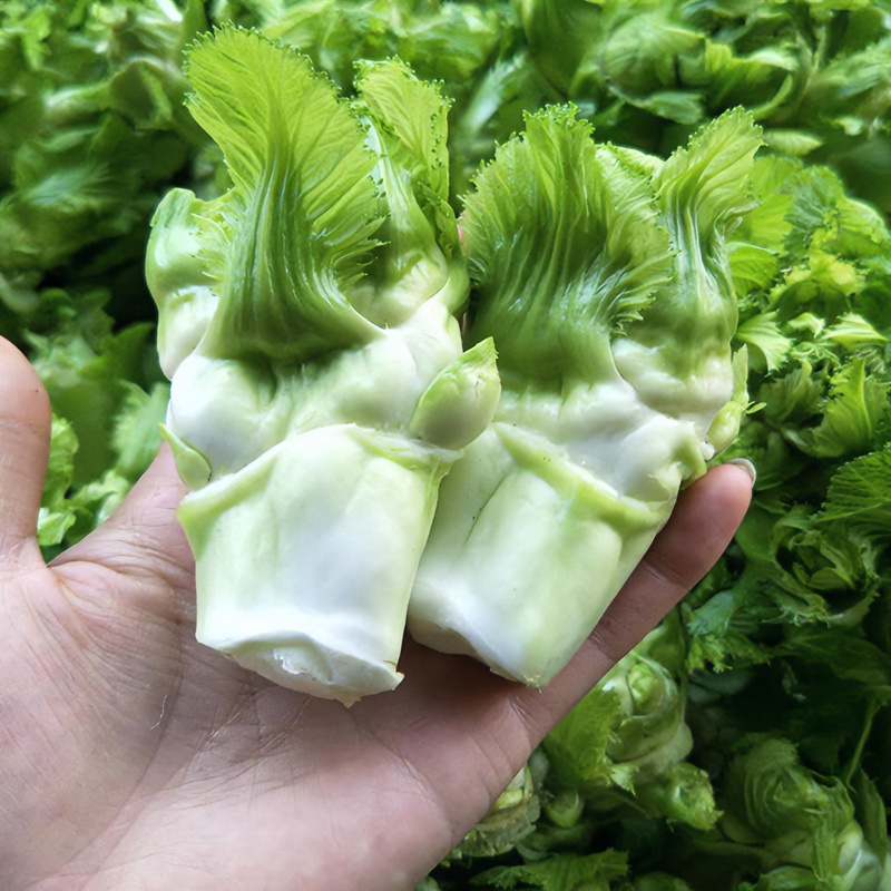 四川儿菜新鲜小儿菜仔仔时令蔬菜只发儿农家抱儿菜芥菜3/5/8斤装
