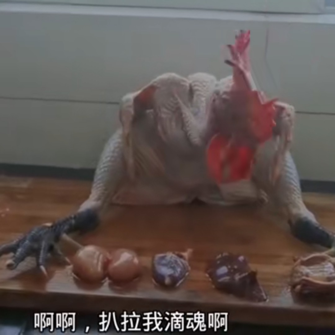 观赏鸡，很多品种。老鸡，青年鸡都便宜处理了!
