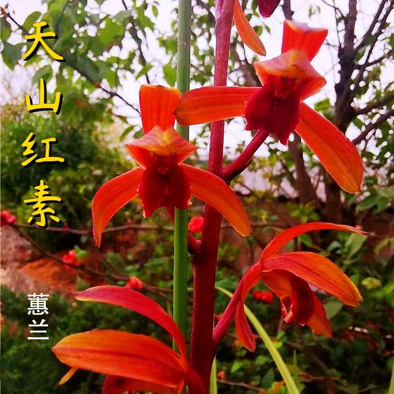 蕙兰大货【天山红素】终身包对版 假一赔十放心购买 冬季开花