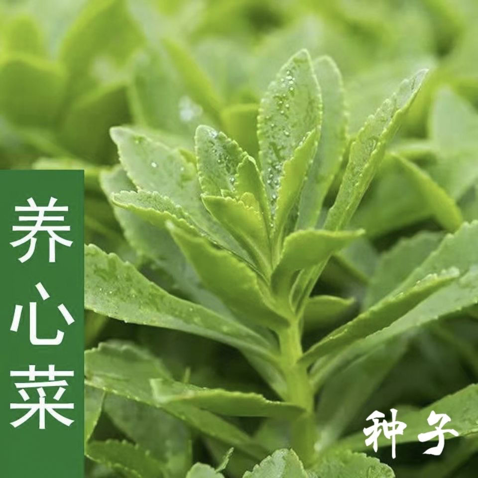 高钙养心菜种子可食用天然野菜简单易种救心菜四季播植蔬菜种籽子