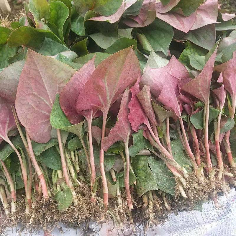 现挖折耳根叶子四川特产鱼腥草新鲜嫩叶0.5斤-4斤包邮