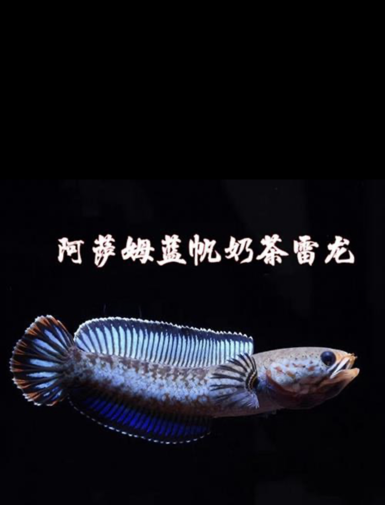 阿萨姆奶茶蓝帆雷龙 小型雷龙