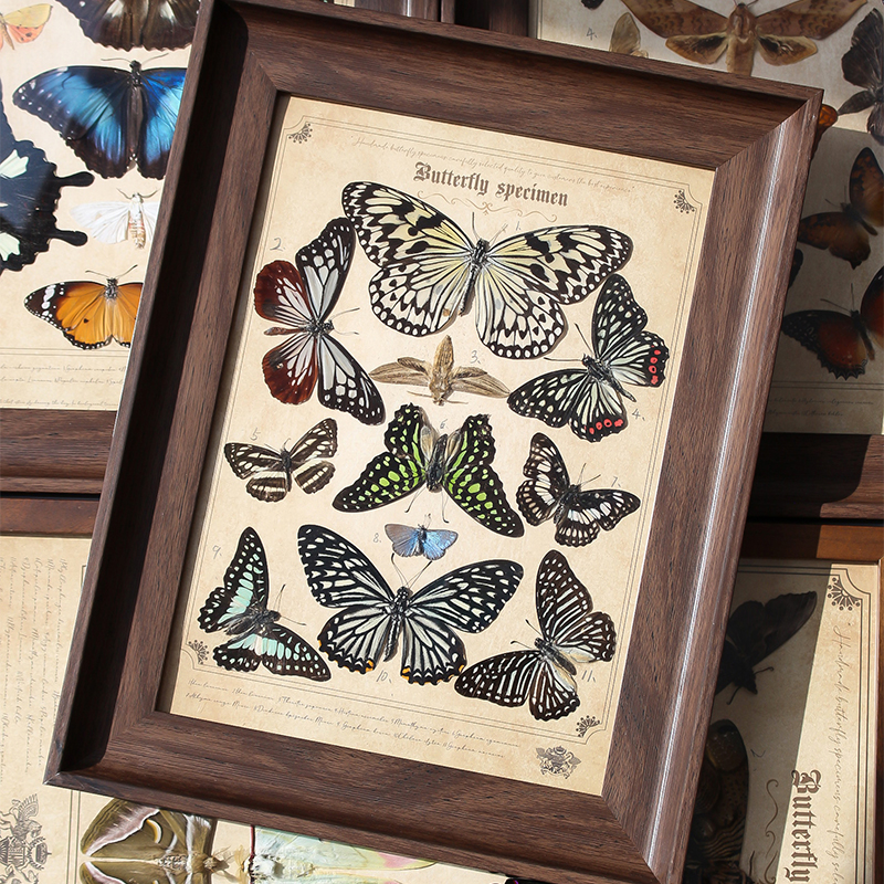 十一只组合真实蝴蝶昆虫标本装饰摆件特殊工艺手工制作家居摆件