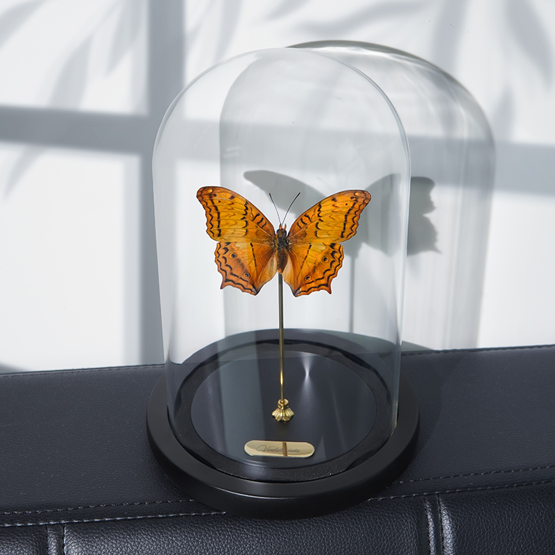 文蛱蝶蝴蝶高档标本电视柜摆件家居小物件酒柜装饰品创意工艺品