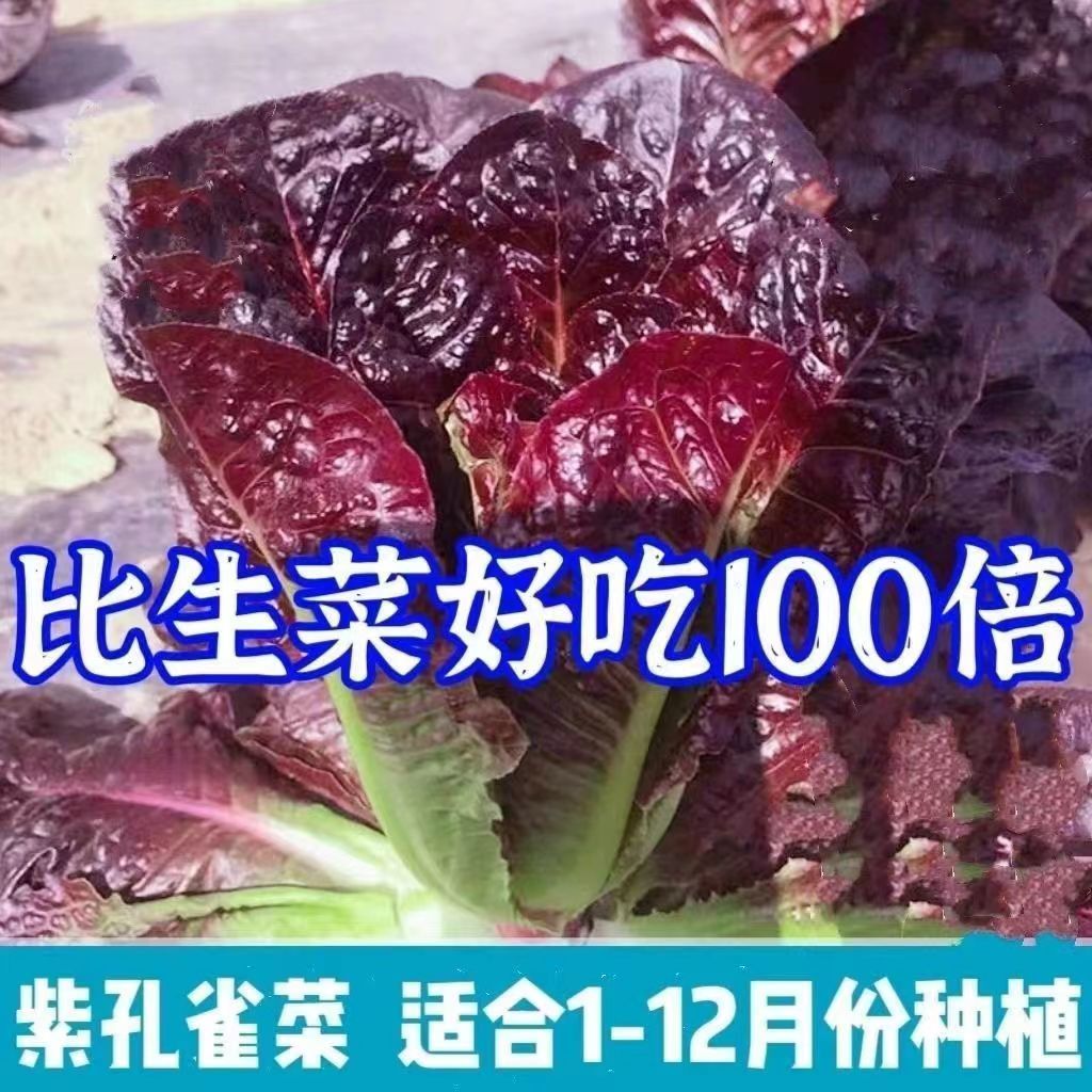紫孔雀菜种绿孔雀不生虫不打药生吃脆甜高营养直立生菜四季播生菜