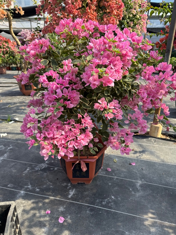 三角梅一物一拍基地直发多年老桩直播间展示为准