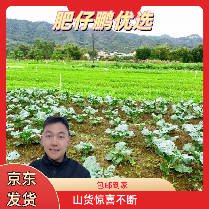 111小鹏山货优选 妈妈生鲜 菜 可搭配蒜头