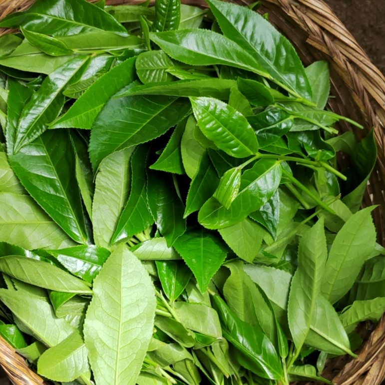 2023年大忠山古树秋茶500克普洱茶（生茶）