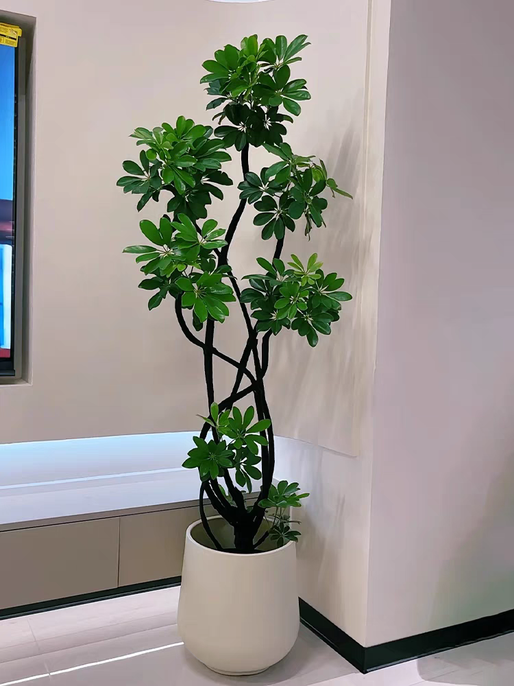 高端造型鸭脚木客厅大盆栽老桩鸭掌木八方来财客厅四季常青真绿植