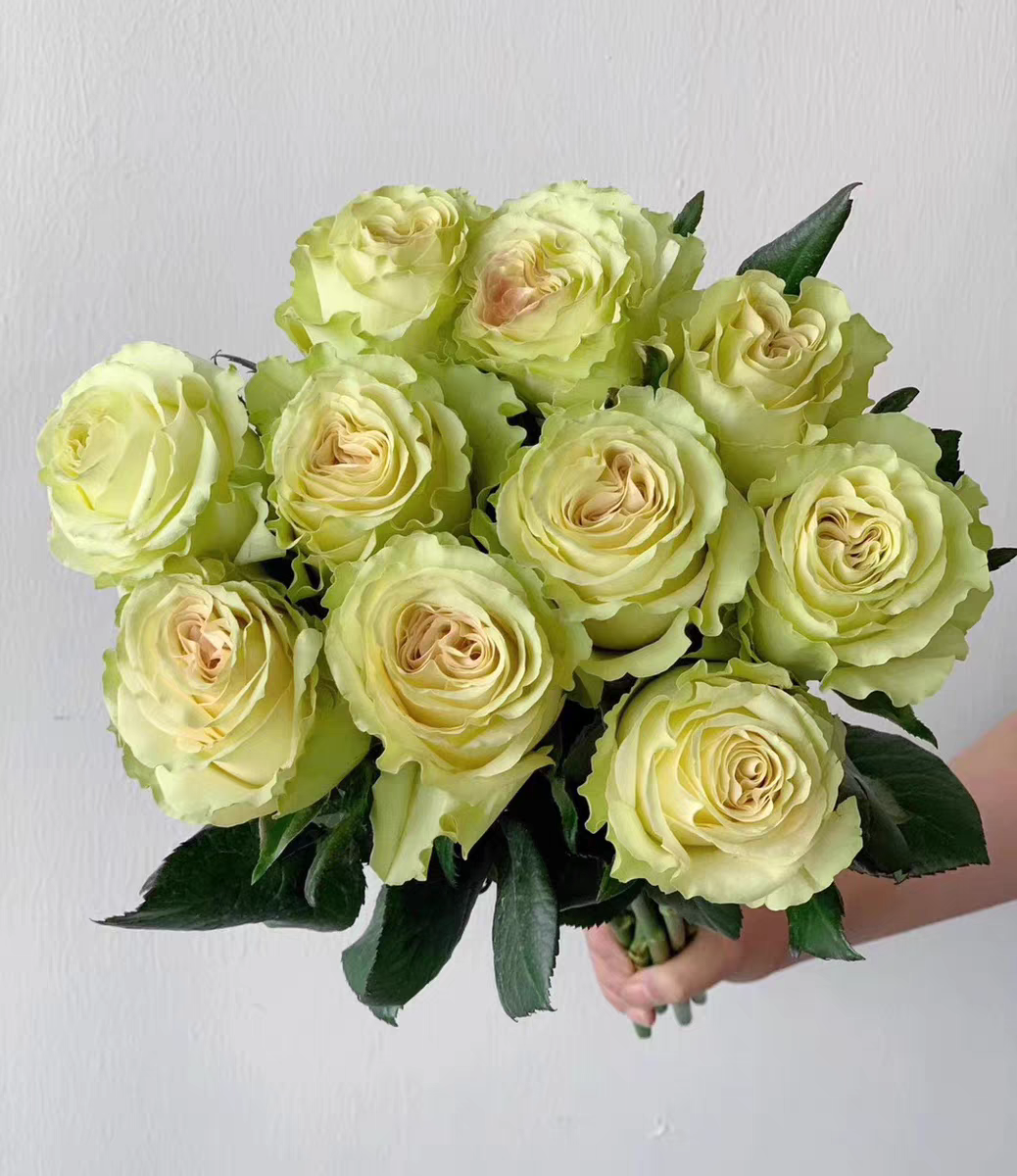 琉璃翠小苗 切花玫瑰花苗庭院阳台室内月季花卉渐变绿色多季开花