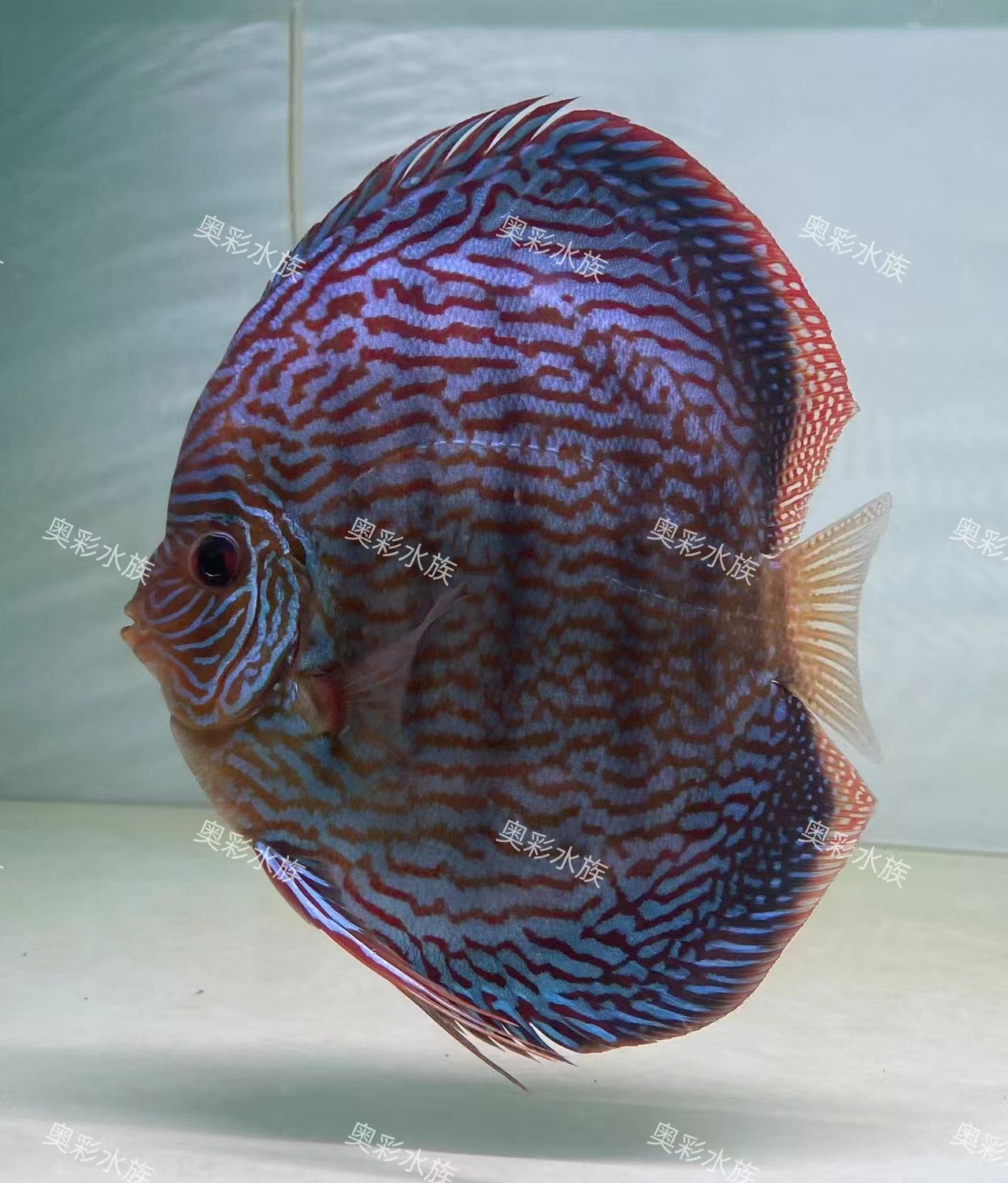 七彩神仙鱼鲜活鱼观赏鱼养殖发货饲养水族