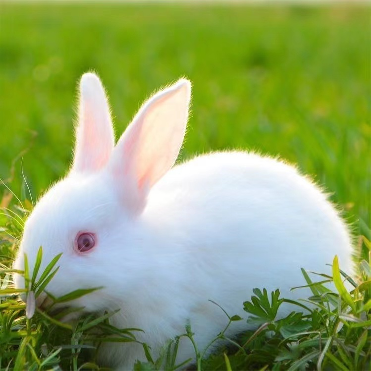 兔子活体肉兔繁殖组一对可繁殖农家适合喂养新西兰比利时兔家养