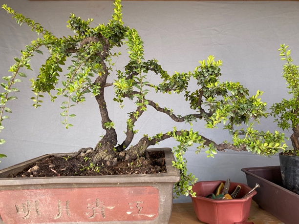 云南铁马鞭盆景素材