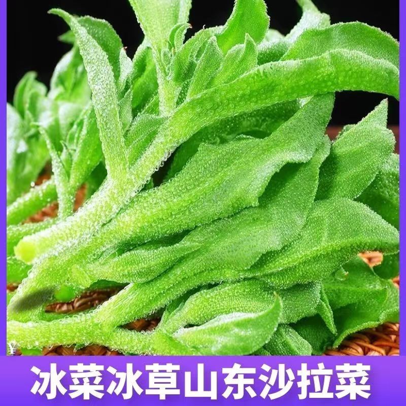 良瑞/冰菜【精品】冰草沙拉菜新鲜蔬菜现摘山东冰菜