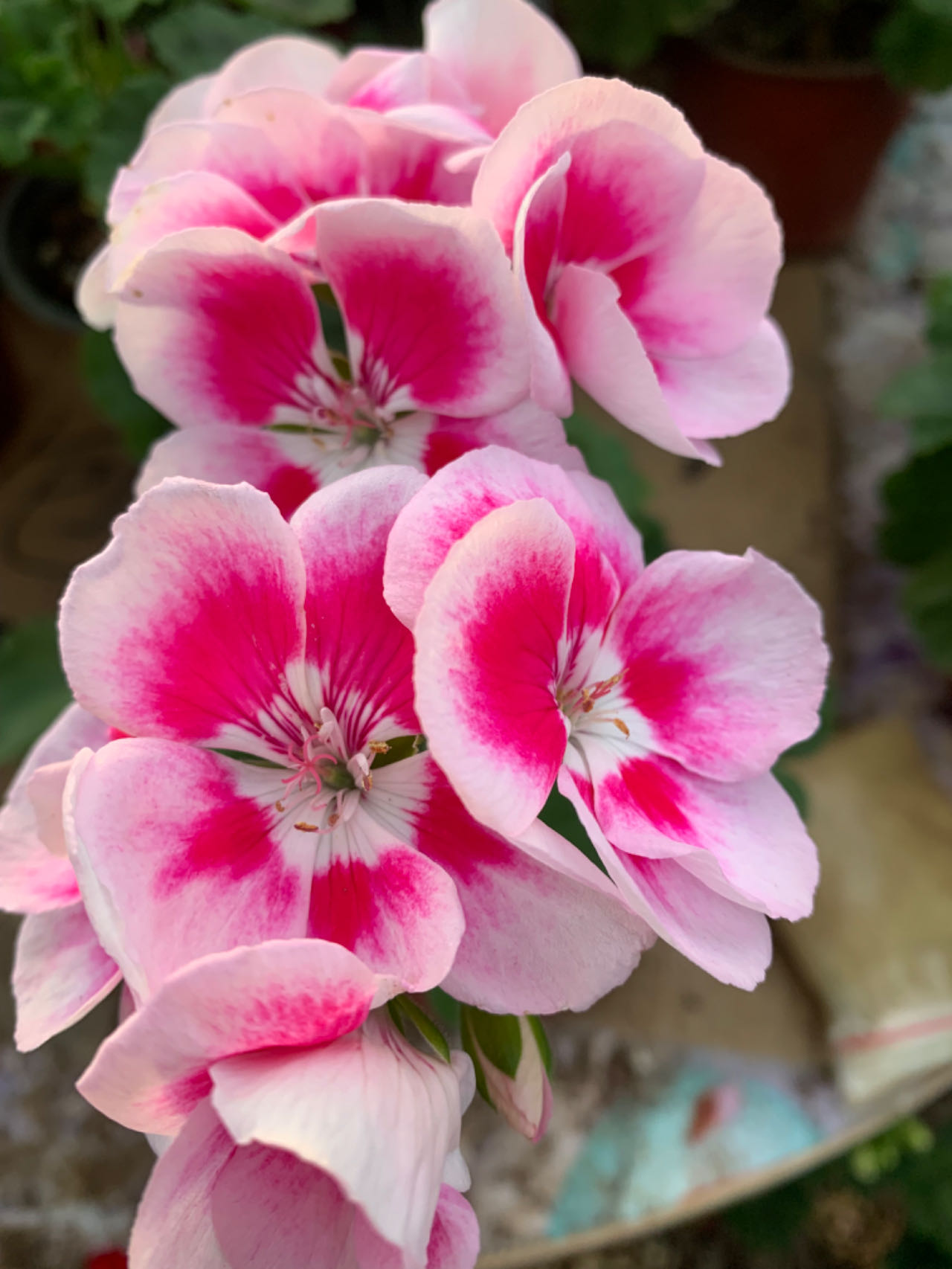 直立天竺葵【白飞剑】矮生勤花盆栽庭院室内外花卉植物带花苞