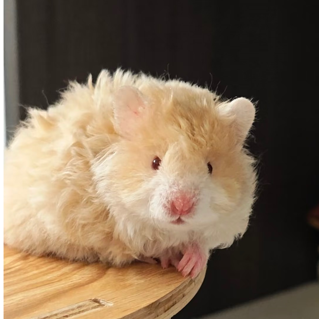 家养长毛荷兰猪金丝熊仓鼠可爱健康直毛卷毛波利纹活包风险运输