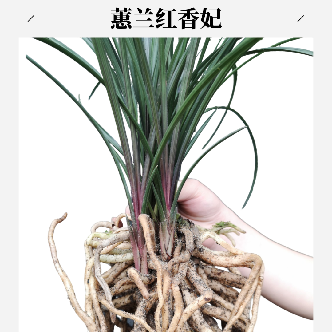 红香妃蕙兰红草兰花兰草浓香型一杆多花高出架芳香四溢香妃兰花