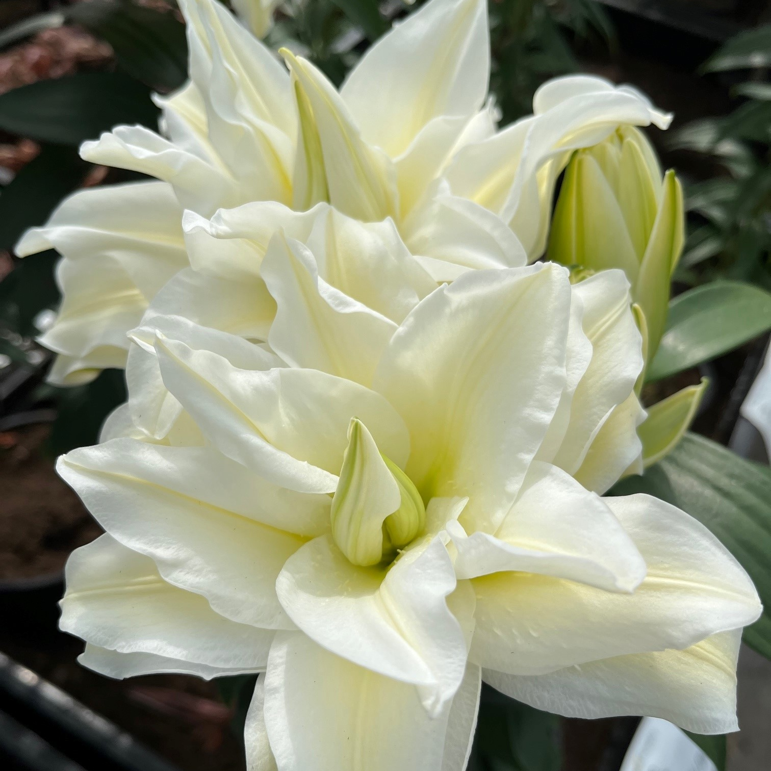 乔乔花屋泽塔双芽球16/18cm1颗矮化重瓣香水四季种不带盆土现货