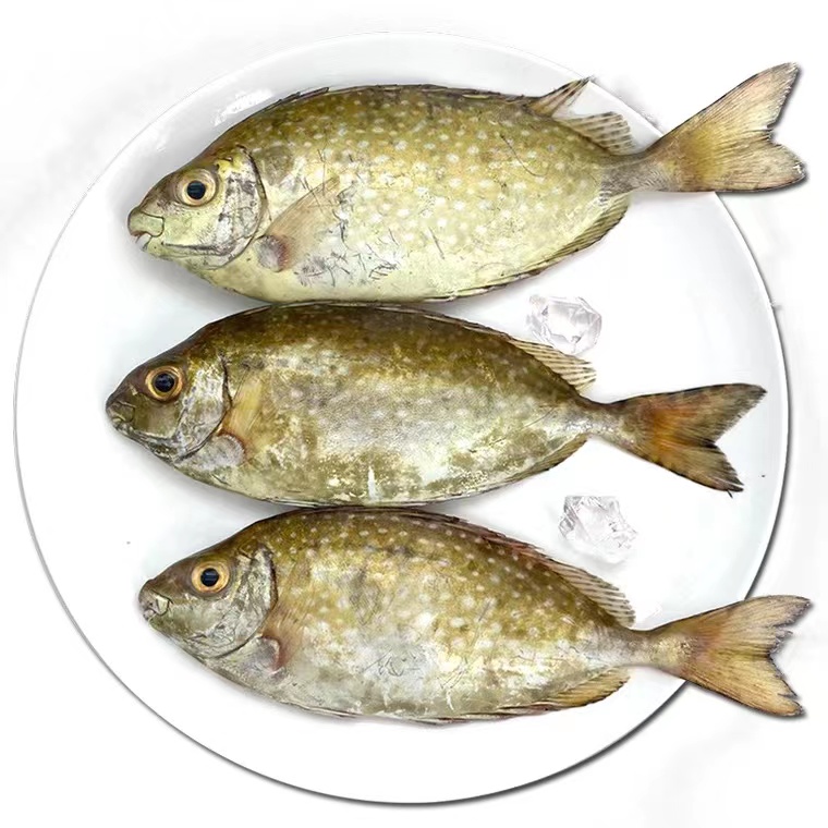 广东省汕尾本港浅海泥猛鱼（500g） 顺丰冷链发货