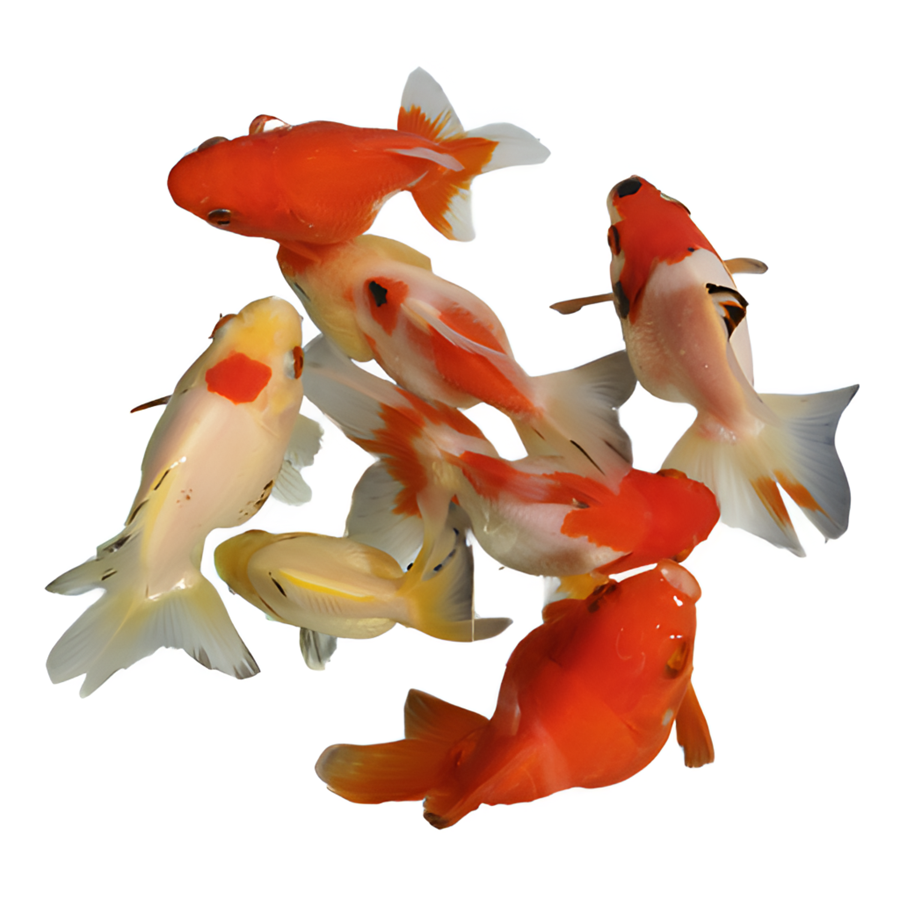 1号观赏金鱼无开箱视频不售后尺寸条数以直播间选鱼为准泰狮百褶