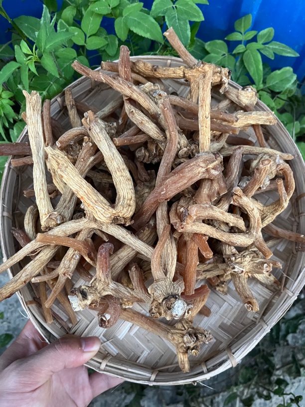 【彭彭现収山货】龙-爪-参500g-1000g滋补营养品