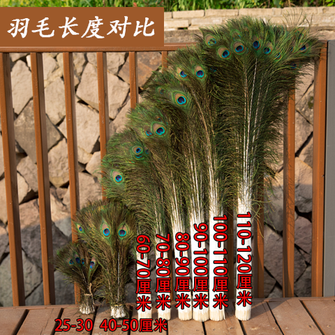 天然孔雀羽毛孔雀翎diy今年新到羽毛大眼孔雀毛家居装饰插花瓶等
