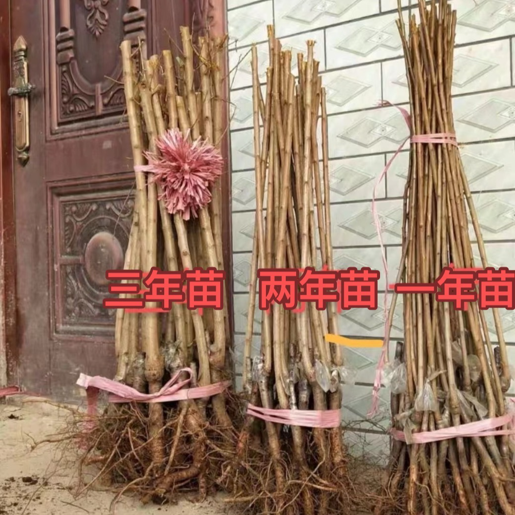 贵州安顺市镇宁县六马镇大弄袍蜂糖李子苗一代嫁接苗