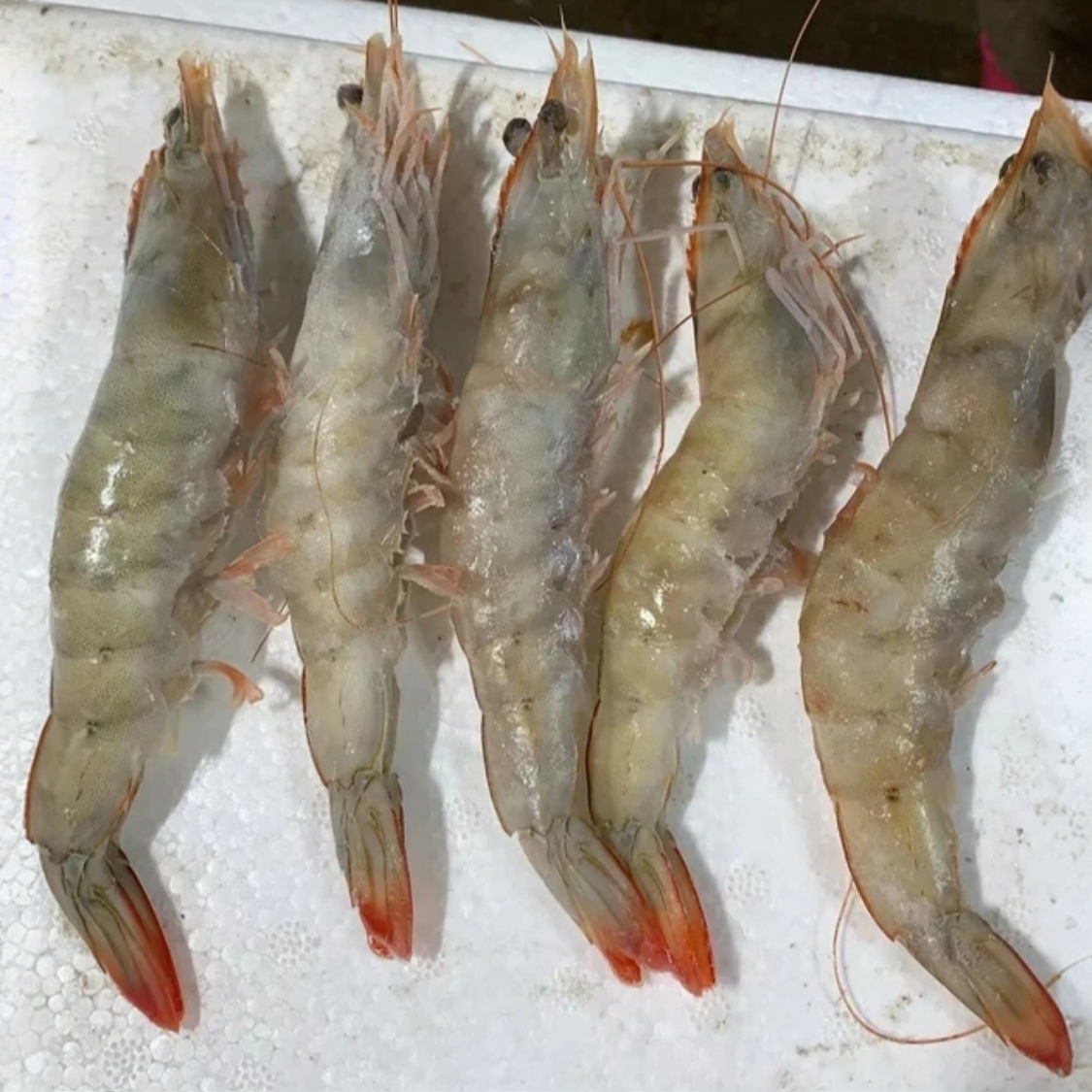 红尾大虾  新鲜速动发货
