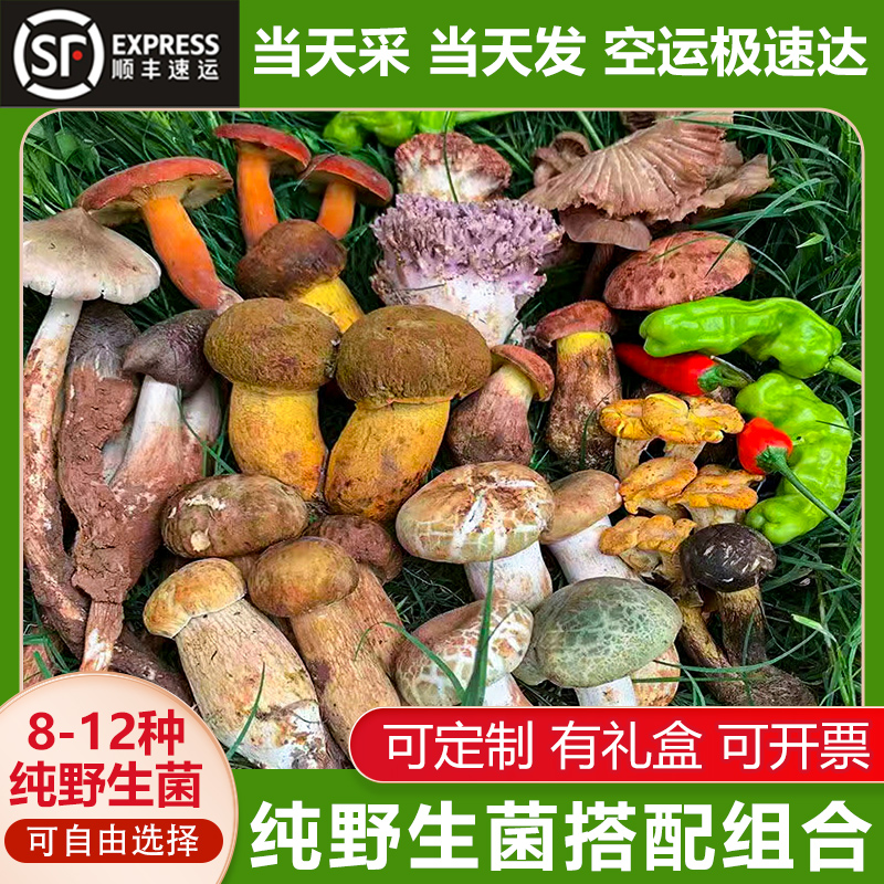 云南野生菌组合新鲜杂菌500g鸡枞青头菌蘑菇菌子见手青菌菇火锅