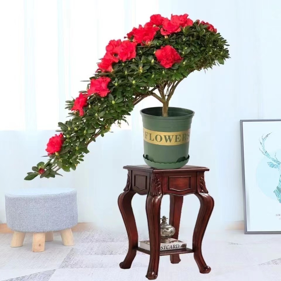 造型杜鹃（玫红色）精品盆景悬崖临水凤尾造型室内外好养易活