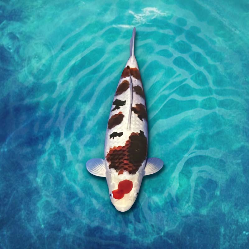 【备用链接】红白昭和 品相尺寸以直播间为准 锦鲤养殖活体观赏鱼